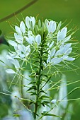 MORTON HALL GARDENS, WORCESTERSHIRE: WHITE FLOWERS OF CLEOME WHITE QUEEN