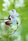 MORTON HALL GARDENS, WORCESTERSHIRE: PALE CREAM FLOWERS OF CLEMATIS TEXENSIS PRINCESS KATE, CLIMBING, CLIMBER