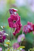 MORTON HALL GARDENS, WORCESTERSHIRE: RED, PINK FLOWERS OF CLEMATIS VITICELLA KERMESINA, AGM, CLIMBING, CLIMBER