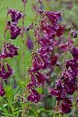 MORTON HALL GARDENS, WORCESTERSHIRE: PINK, RED, PURPLE FLOWERS OF UNKNOWN PENSTEMON, PERENNIALS