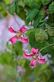 MORTON HALL GARDENS, WORCESTERSHIRE: PINK CREAM FLOWERS, BLOOMS OF CLEMATIS TEXENSIS PRINCESS DIANA, CLIMBING, CLIMBER