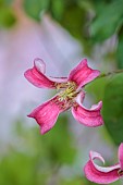 MORTON HALL GARDENS, WORCESTERSHIRE: PINK CREAM FLOWERS, BLOOMS OF CLEMATIS TEXENSIS PRINCESS DIANA, CLIMBING, CLIMBER