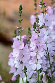 MORTON HALL GARDENS, WORCESTERSHIRE: PINK CREAM FLOWERS, BLOOMS OF SIDALCEA ELSIE HEUGH, PERENNIALS, FALSE MALLOWS