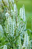 MORTON HALL GARDENS, WORCESTERSHIRE: WHITE FLOWERS, BLOOMS OF VERONICA LONGIFOLIA CHARLOTTE, PERENNIALS