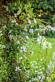 MORTON HALL GARDENS, WORCESTERSHIRE: PALE CREAM FLOWERS OF CLEMATIS TEXENSIS PRINCESS KATE, CLIMBING, CLIMBER