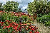 JUNE BLAKES GARDEN, IRELAND: JULY, RED BORDER, MONARDA JACOB CLINE, CROCOSMIA, ALSTROEMERIA AUREA, ALSTROEMERIA INDIAN SUMMER,  BAMBOO, PHYLLOSTACHYS AUREOSULCATA F. AUREOCAULIS