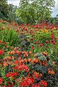 JUNE BLAKES GARDEN, IRELAND: JULY, RED BORDER, HOT, MONARDA JACOB CLINE, CROCOSMIA, ALSTROEMERIA AUREA ORANGE KING, ALSTROEMERIA INDIAN SUMMER, ROLDANO CHRISTOBOLENSIS