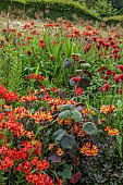 JUNE BLAKES GARDEN, IRELAND: JULY, RED BORDER, HOT, MONARDA JACOB CLINE, CROCOSMIA, ALSTROEMERIA AUREA ORANGE KING, ALSTROEMERIA INDIAN SUMMER, ROLDANO CHRISTOBOLENSIS