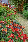 JUNE BLAKES GARDEN, IRELAND: JULY, RED BORDER, HOT, MONARDA JACOB CLINE, CROCOSMIA, ALSTROEMERIA AUREA ORANGE KING, ALSTROEMERIA INDIAN SUMMER, ROLDANO CHRISTOBOLENSIS