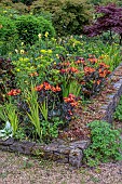JUNE BLAKES GARDEN, IRELAND: JULY, RED BORDER, HOT, RAISED BED, ALSTROEMERIA INDIAN SUMMER, EUPHORBIA, DAHLIAS