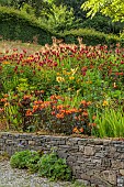 JUNE BLAKES GARDEN, IRELAND: JULY, RED BORDER, HOT, RAISED BED, ALSTROEMERIA INDIAN SUMMER, MONARDA, DAHLIAS, HEDGES, HEDGING, WALL