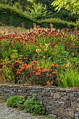 JUNE BLAKES GARDEN, IRELAND: JULY, RED BORDER, HOT, RAISED BED, ALSTROEMERIA INDIAN SUMMER, MONARDA, DAHLIAS, HEDGES, HEDGING, WALL