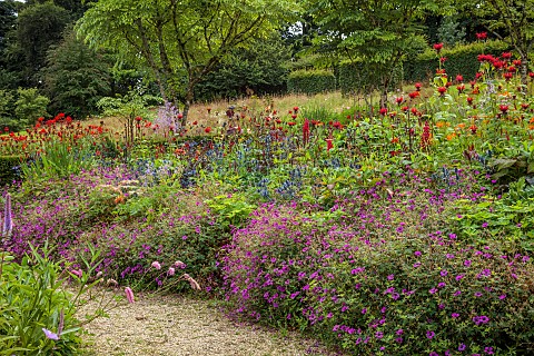 JUNE_BLAKES_GARDEN_IRELAND_JULY_BORDERS_GERANIUM_ANNE_THOMPSON_MONARDA_JACOB_CLINE_ERYNGIUM_ZABELLII