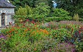 JUNE BLAKES GARDEN, IRELAND: BORDER, JULY, GERANIUM ANNE THOMPSON, ERYNGIUM BIG BLUE, MONARDA JACOB CLINE, ALSTROEMERIA ORANGE KING. LARIX DECIDUA