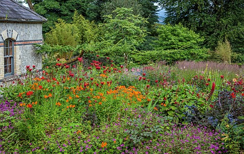JUNE_BLAKES_GARDEN_IRELAND_BORDER_JULY_GERANIUM_ANNE_THOMPSON_ERYNGIUM_BIG_BLUE_MONARDA_JACOB_CLINE_