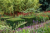 JUNE BLAKES GARDEN, IRELAND: BORDER, JULY, BLOCKS OF YEW, ARALIA ECHINOCAULIS, BAMBOO,  PHYLLOSTACHYS AUREOSULCATA F. AUREOCAULIS, MONARDA JACOB CLINE