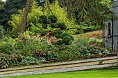 JUNE BLAKES GARDEN, IRELAND: JULY, SHADY BORDER, CLIPPED TOPIARY BOX, RODGERSIAS, LARIX DECIDUA