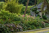 JUNE BLAKES GARDEN, IRELAND: JULY, BORDER, SHADE, SHADY, RODGERSIAS, HYDRANGEA, BAMBOO, CLIPPED CLOUD PRUNED BOX
