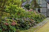 JUNE BLAKES GARDEN, IRELAND: JULY, BORDER, SHADE, SHADY, RODGERSIAS, HYDRANGEA, BAMBOO, CLIPPED CLOUD PRUNED BOX