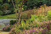 JUNE BLAKES GARDEN, IRELAND: JULY, BORDER, GERANIUM ANNE THOMPSON, STIPA GIGANTEA, ARALIA ECHINOCAULIS, CORNUS