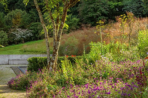JUNE_BLAKES_GARDEN_IRELAND_JULY_BORDER_GERANIUM_ANNE_THOMPSON_STIPA_GIGANTEA_ARALIA_ECHINOCAULIS_COR
