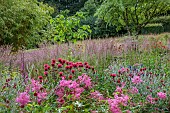 JUNE BLAKES GARDEN, IRELAND: BORDERS, PINK AND RED BED, FILIPENDULA ELEGANS, MONARDA JACOB CLINE, ERYNGIUM ZABELLII BIG BLUE