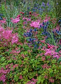 JUNE BLAKES GARDEN, IRELAND: BORDERS, PINK AND RED BED, FILIPENDULA ELEGANS, MONARDA JACOB CLINE, ERYNGIUM ZABELLII BIG BLUE