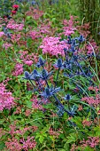JUNE BLAKES GARDEN, IRELAND: BORDERS, PINK AND RED BED, FILIPENDULA ELEGANS, ERYNGIUM ZABELLII BIG BLUE