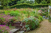 JUNE BLAKES GARDEN, IRELAND: JULY, RAISED BED, ANGELS FISHING ROD, DIERAMA PULCHERRIMUM, GERANIUMS, HEDGES, HEDGING