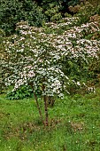 JUNE BLAKES GARDEN, IRELAND: WHITE FLOWERS, BRACTS OF DOGWOOD, CORNUS KOUSA SATOMI