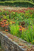 JUNE BLAKES GARDEN, IRELAND: JULY, RED BORDER, HOT, RAISED BED, ALSTROEMERIA INDIAN SUMMER, MONARDA, DAHLIAS, HEDGES, HEDGING, WALL