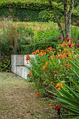 JUNE BLAKES GARDEN, IRELAND: CONCRETE BENCH, SEAT, ALSTROEMERIA AUREA ORANGE KING