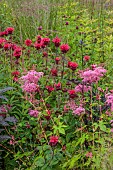 JUNE BLAKES GARDEN, IRELAND: BORDERS, PINK AND RED BED, FILIPENDULA ELEGANS, MONARDA JACOB CLINE,