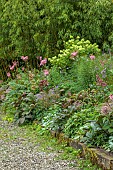 JUNE BLAKES GARDEN, IRELAND: SHADY BORDER WITH HYDRANGEA, RODGERSIA, FILIPENDULA, JULY, BAMBOO