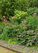 JUNE BLAKES GARDEN, IRELAND: SHADY BORDER WITH HYDRANGEA, RODGERSIA, FILIPENDULA, JULY, BAMBOO