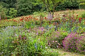 JUNE BLAKES GARDEN, IRELAND: JULY, BORDERS, ARALIA, CROCOSMIAS, DAHLIAS, GERANIUMS, LUPINS, DAHLIAS