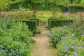 JUNE BLAKES GARDEN, IRELAND: JULY, BORDERS, PATH, GERANIUM HAVANA BLUES, YEW HEDGES, HEDGING, ARALIA ECHINOCAULIS