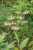 JUNE BLAKES GARDEN, IRELAND: CREAM, GREEN, RED, FLOWERS, BLOOMS OF LILIUM NEPALENSE, LILLIES, PERENNIALS