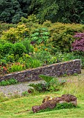 JUNE BLAKES GARDEN, IRELAND: JULY, SLOPE, GRASS, GUNNERA MANICATA, WALL, ALSTROEMERIA INDIAN SUMMER, MAPLES