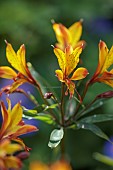 JUNE BLAKES GARDEN, IRELAND: YELLOW, ORANGE FLOWERS, BLOOMS OF ALSTROEMERIA  SWEET LAURA, PERUVIAN LILY