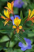JUNE BLAKES GARDEN, IRELAND: YELLOW, ORANGE FLOWERS, BLOOMS OF ALSTROEMERIA  SWEET LAURA, PERUVIAN LILY