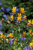 JUNE BLAKES GARDEN, IRELAND: YELLOW, ORANGE FLOWERS, BLOOMS OF ALSTROEMERIA  SWEET LAURA, PERUVIAN LILY