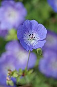 JUNE BLAKES GARDEN, IRELAND: BLUE FLOWERS, BLOOMS OF GERANIUM HAVANA BLUES, PERENNIALS
