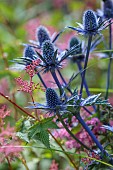 JUNE BLAKES GARDEN, IRELAND: BLUE FLOWERS, BLOOMS OF ERYNGIUM X ZABELLII BIG BLUE, SPIKES, PRICKLY, SEA HOLLY