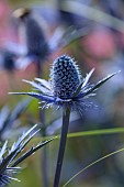 JUNE BLAKES GARDEN, IRELAND: BLUE FLOWERS, BLOOMS OF ERYNGIUM X ZABELLII BIG BLUE, SPIKES, PRICKLY, SEA HOLLY
