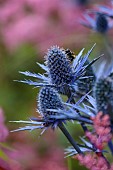 JUNE BLAKES GARDEN, IRELAND: BLUE FLOWERS, BLOOMS OF ERYNGIUM X ZABELLII BIG BLUE, SPIKES, PRICKLY, SEA HOLLY