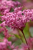 JUNE BLAKES GARDEN, IRELAND: PINK FLOWERS, BLOOMS OF FILIPENDULA PURPUREA ELEGANS, PERENNIALS