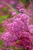 JUNE BLAKES GARDEN, IRELAND: PINK FLOWERS, BLOOMS OF FILIPENDULA PURPUREA ELEGANS, PERENNIALS: