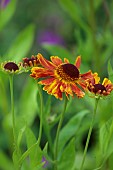 JUNE BLAKES GARDEN, IRELAND: ORANGE, YELLOW FLOWERS, BLOOMS OF HELENIUM SHAINS EARLY FLOWERER, SNEEZEWEED, PERENNIALS