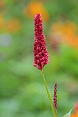 JUNE BLAKES GARDEN, IRELAND: RED FLOWERS, BLOOMS OF PERSICARIA AMPLEXICAULIS FAT DOMINO, PERENNIALS